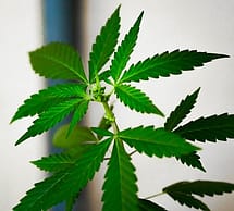 marijuana leaf